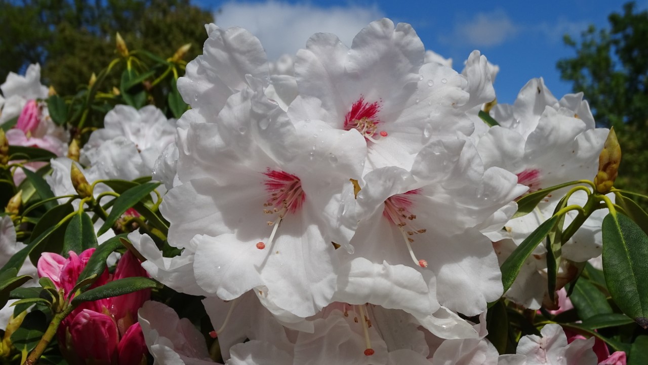 'Silver Jubilee' AGM